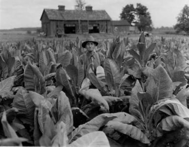 Tobacco Field Hamlins 11 16 20
